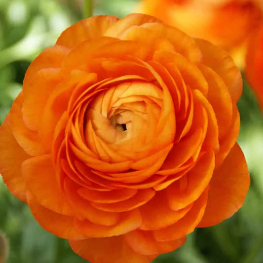 RENONCULES AVIV ORANGE 