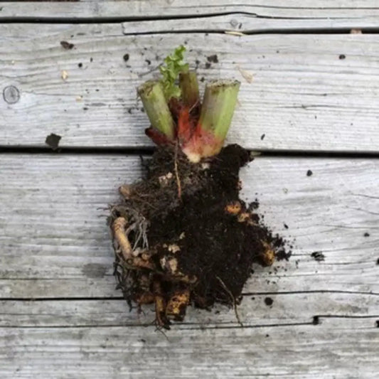 RHUBARBE VICTORIA - SOUCHE AB 