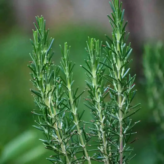 ROMARIN AB 
