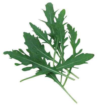 ROQUETTE VENETIA NT 