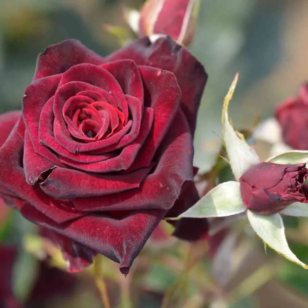 ROSIER BLACK BACCARA® - GRANDES FLEURS 