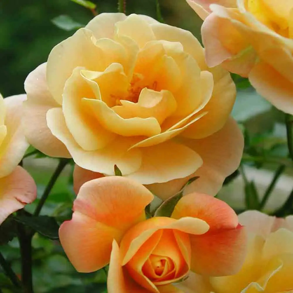 ROSIER CALIZIA, DECOROSIER® - COUVRE-SOL 