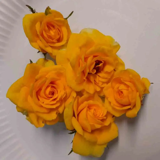 ROSIER COMESTIBLE PICNIC AB 