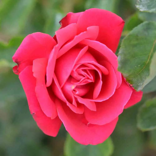 ROSIER DAME DE COEUR - GRANDES FLEURS 