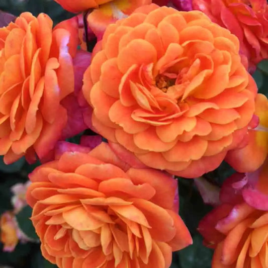 ROSIER DON PACELLO 