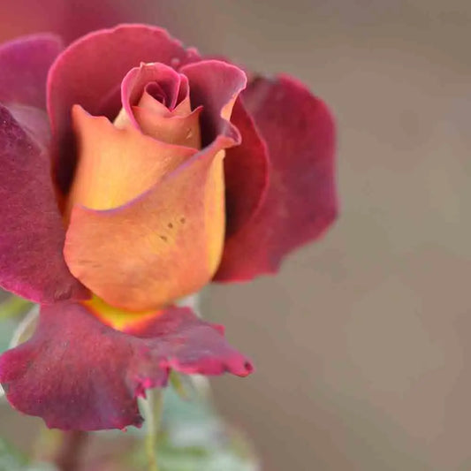 ROSIER EDDY MITCHELL® - GRANDES FLEURS 
