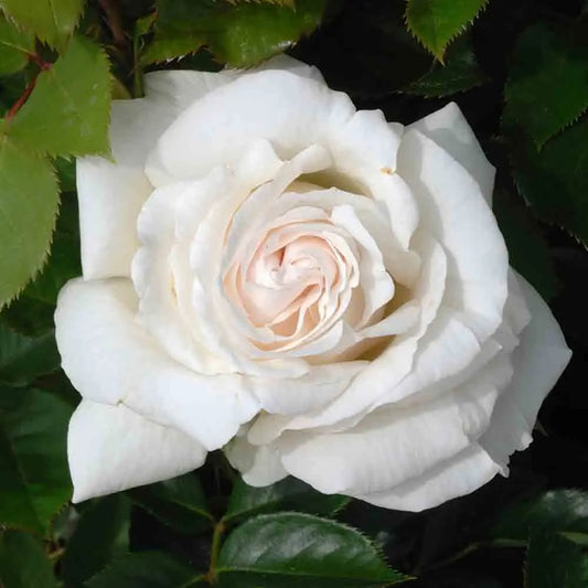 ROSIER ELVIS® - GRANDES FLEURS 