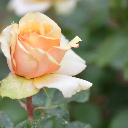ROSIER FLORIDA® - GRANDES FLEURS 