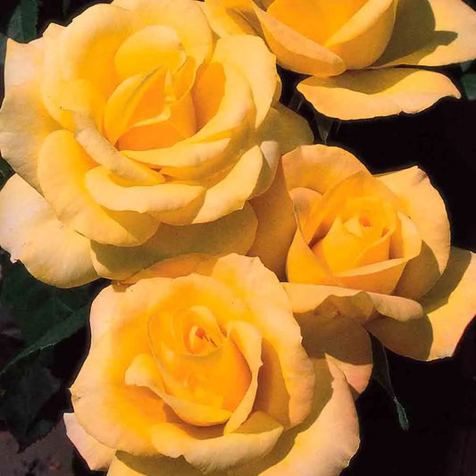 ROSIER GOLD GLOW - GRANDES FLEURS 