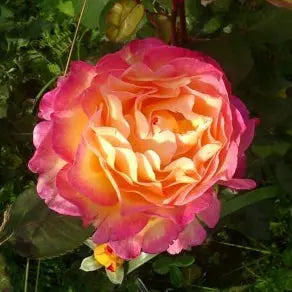 ROSIER GORGEOUS 