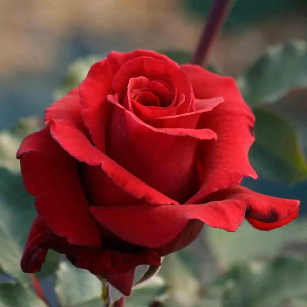 ROSIER HACIENDA® - GRANDES FLEURS 