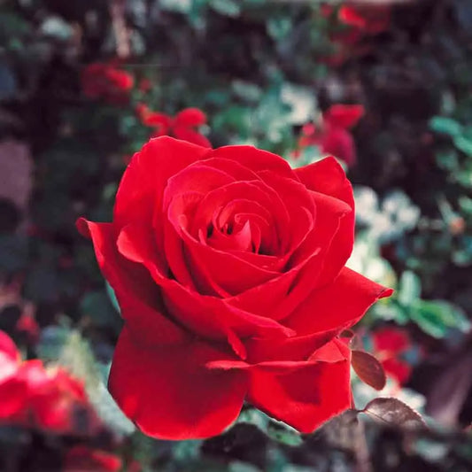 ROSIER INGRID BERGMAN® - GRANDES FLEURS 