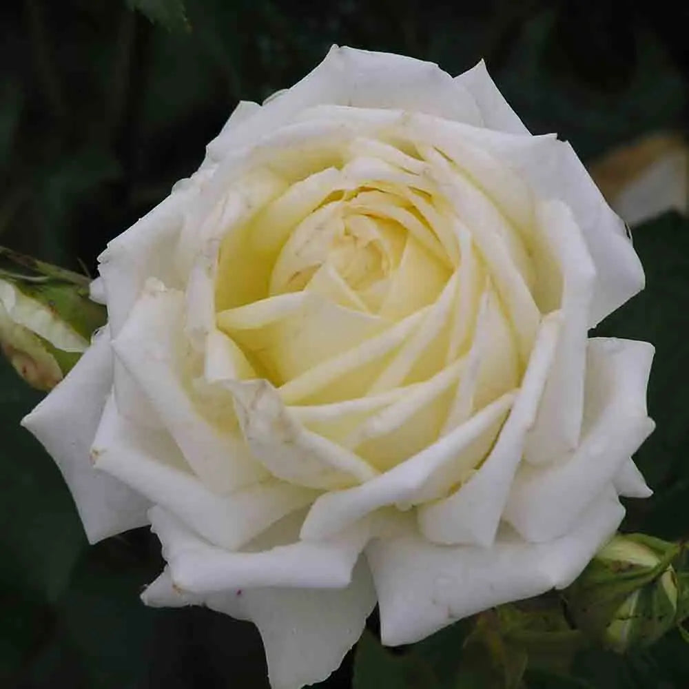 ROSIER ISIS® - GRANDES FLEURS 