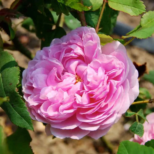 ROSIER JACQUES CARTIER - ANCIEN 