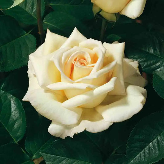 ROSIER JARDINS DE BAGATELLE® - GRANDES FLEURS 