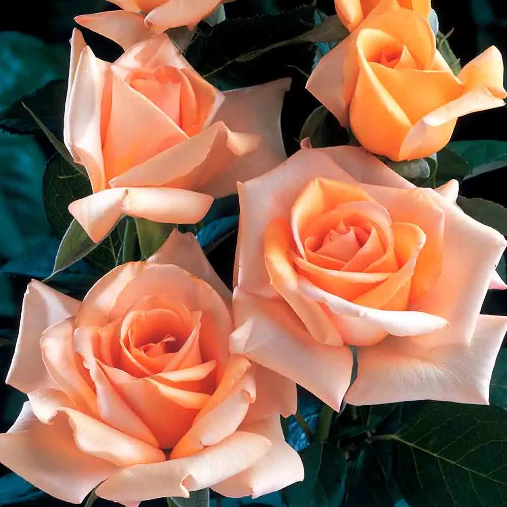 ROSIER JOLIE MOME® - GRANDES FLEURS 