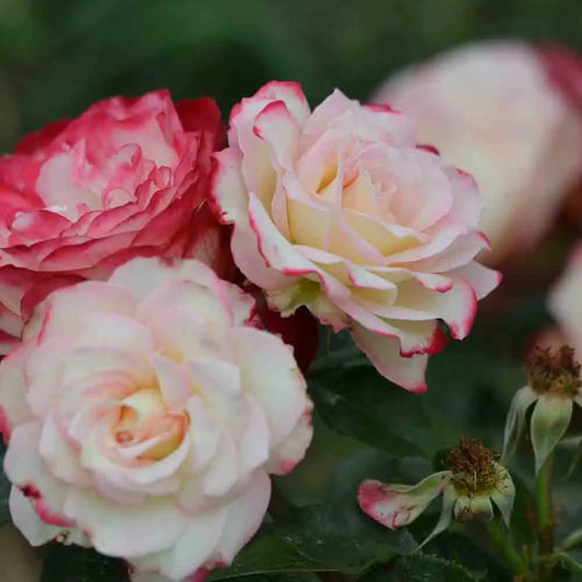 ROSIER JUBILE DU PRINCE DE MONACO® - FLEURS GROUPEES 