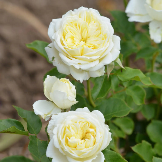 ROSIER KRONPRINCESSE MARY® - RETRO 