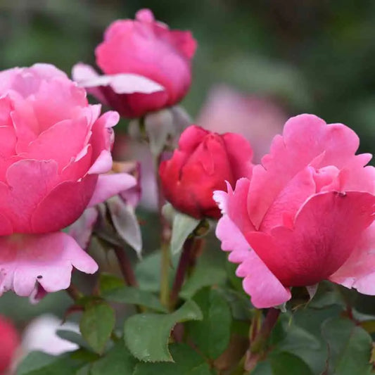 ROSIER LINE RENAUD® - GRANDES FLEURS 