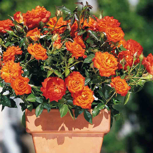 ROSIER MANDARINE SYMPHONIE® - MINIATURE 