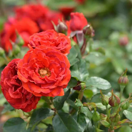 ROSIER MANDRINA - FLEURS GROUPEES 