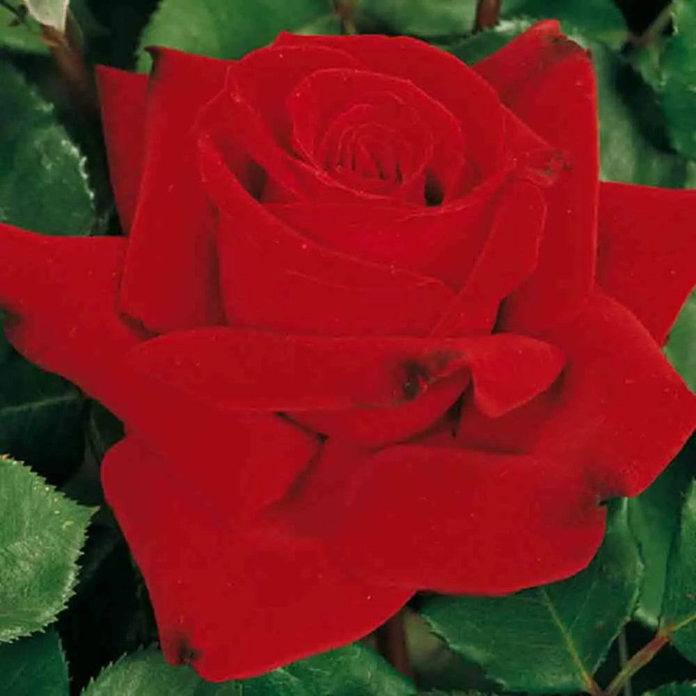 ROSIER MARCEL PAGNOL® - GRANDES FLEURS 