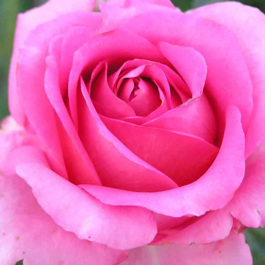 ROSIER MARIE ANGE NARDI® - GRANDES FLEURS 