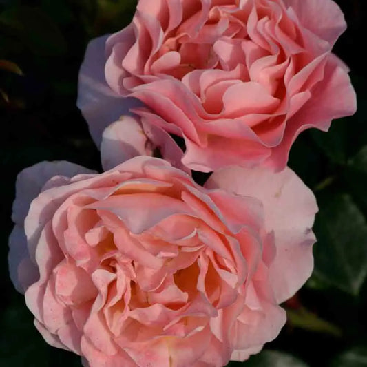 ROSIER MARIE CURIE® - FLEURS GROUPEES 