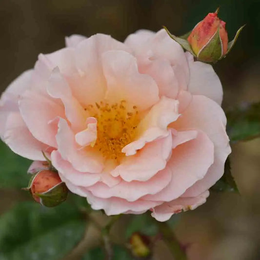 ROSIER MARTIN DES SENTEURS® - FLEURS GROUPEES 