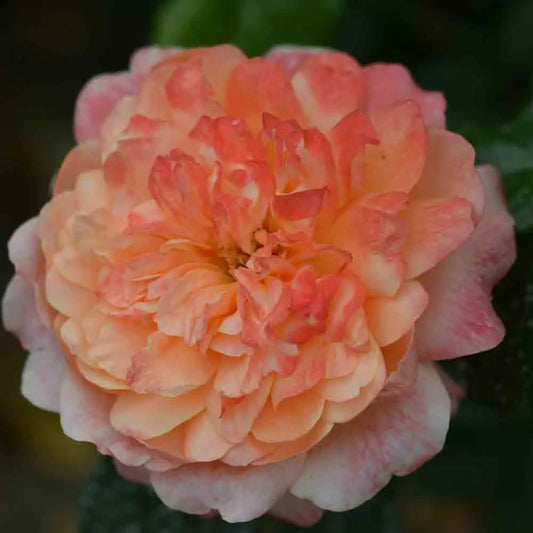 ROSIER PRINCESSE ALEXANDRA® - RETRO 