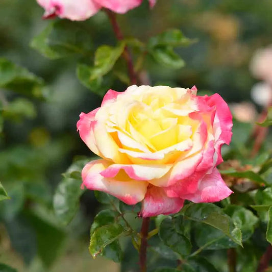 ROSIER PULLMAN ORIENT EXPRESS® - GRANDES FLEURS 