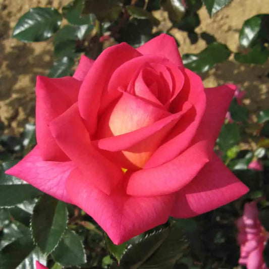 ROSIER REFLET DE SAINT MALO® - GRANDES FLEURS 