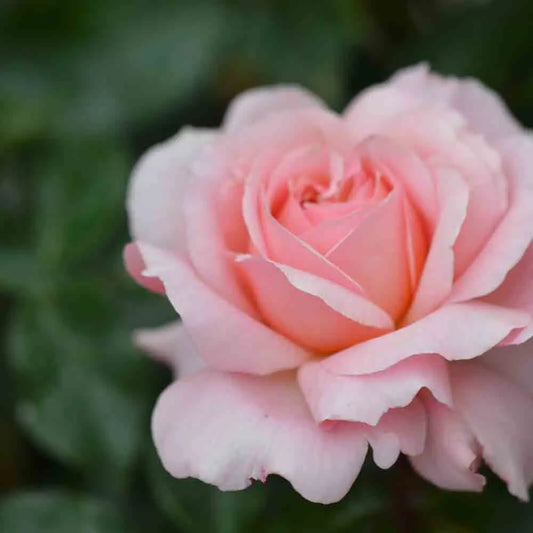 ROSIER ROSE DE CORNOUAILLE® - RETRO 