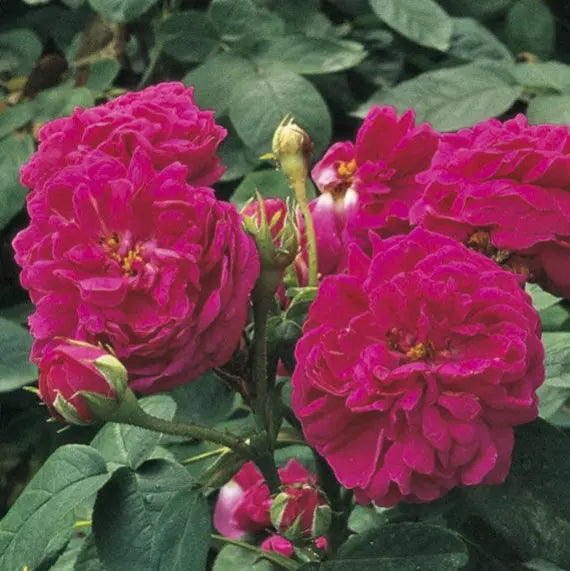 ROSIER ROSE DE RESCH AB 