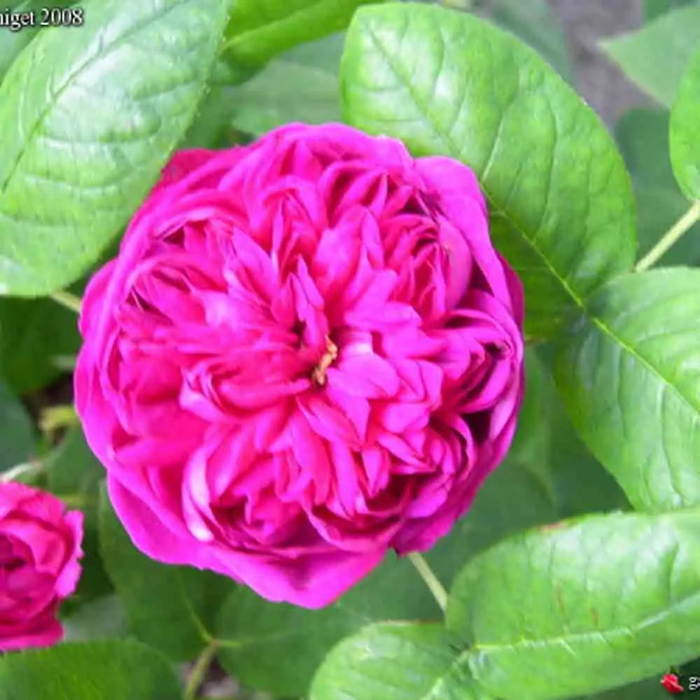 ROSIER ROSE DE RESCHT - ANCIEN 