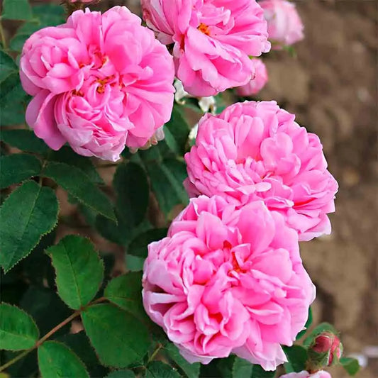 ROSIER SALET AB 