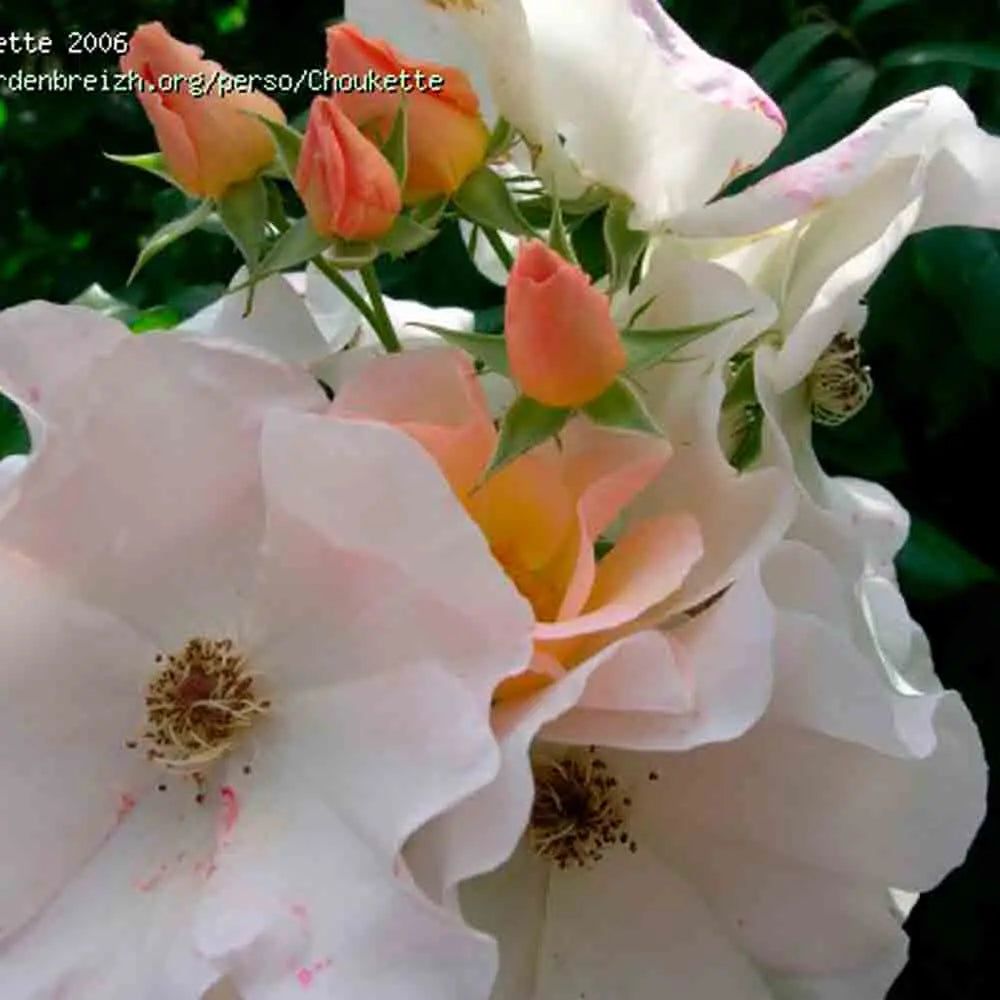 ROSIER SALLY HOLMES ANCIEN - GRIMPANT 