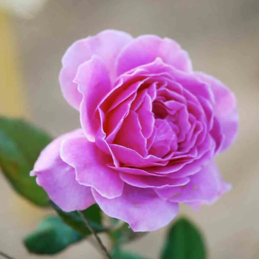 ROSIER SOURIRE DE PERIGUEUX® - GRANDES FLEURS 