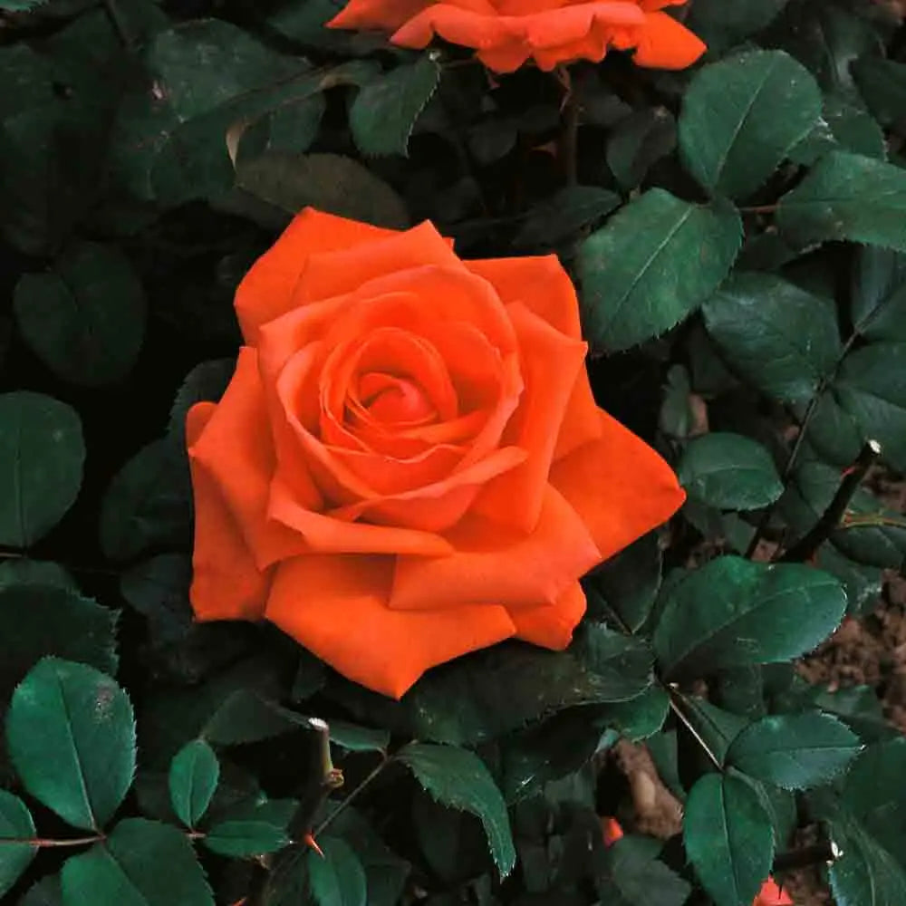 ROSIER SUPER STAR® - GRANDES FLEURS 