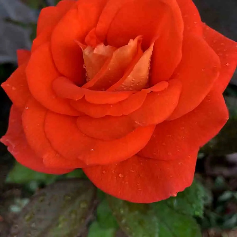 ROSIER TERRA BOTANICA 