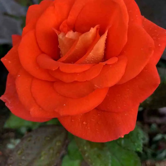 ROSIER TERRA BOTANICA 