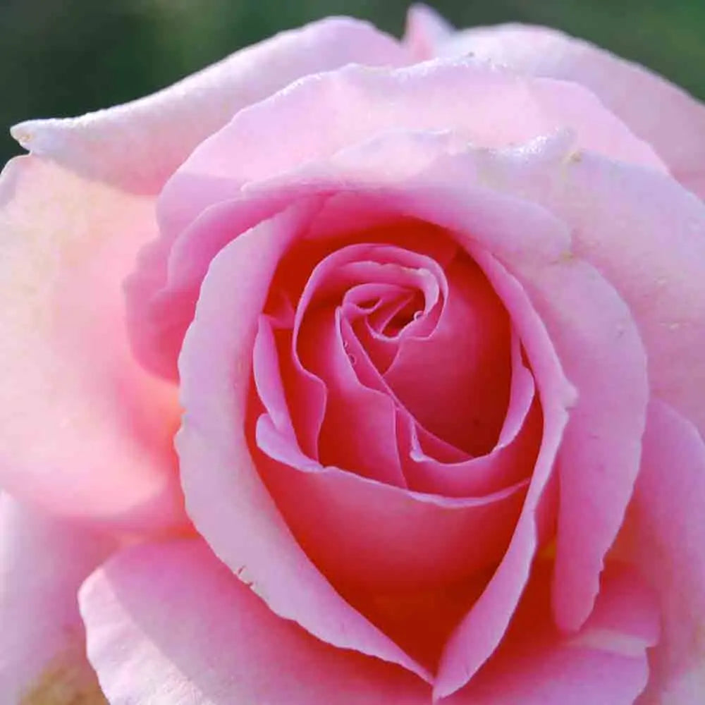 ROSIER TIFFANY - GRIMPANT 