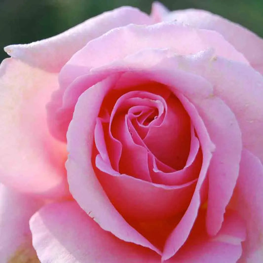 ROSIER TIFFANY - GRIMPANT 
