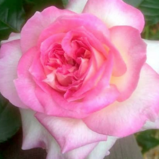 ROSIER ESPOIR D'ANJOU 