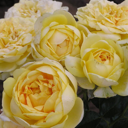ROSIER EUROSTAR 