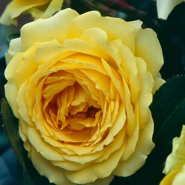 ROSIER EUROSTAR 