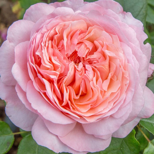 ROSIER JEAN DE LA FONTAINE 
