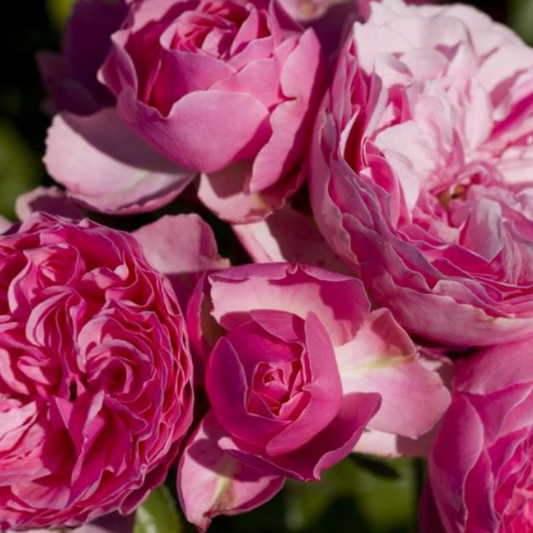 ROSIER LEONARD DE VINCI 