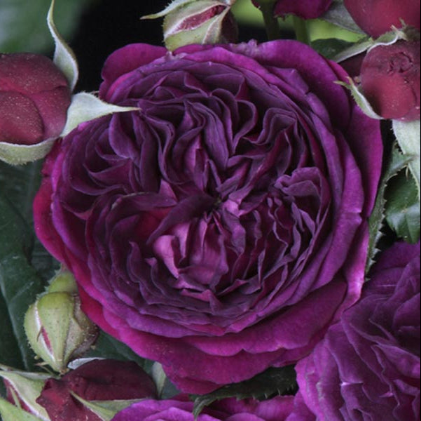 ROSIER PURPLE LODGE 