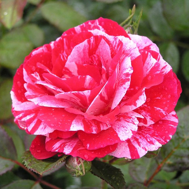 ROSIER SCENTIMENTAL 